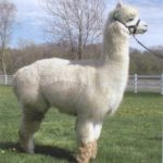 Un alpaca