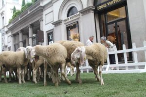 Un gregge in via MontenapoleoneUn gregge in via Montenapoleone