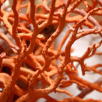 Ramo di corallo