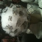 Copricapo di scarti di tulle