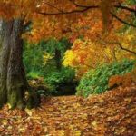 I colori dell'autunno