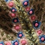 Musei Mazzucchelli ph Alfredo Ghiroldi