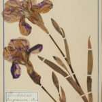 Giadini di seta - Erbario Fabani