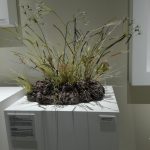 Lilla Tabasso . Zolla ph Marinella Calzona